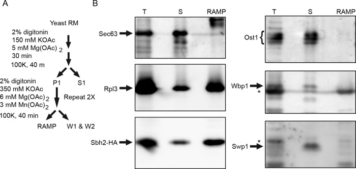 FIGURE 6: