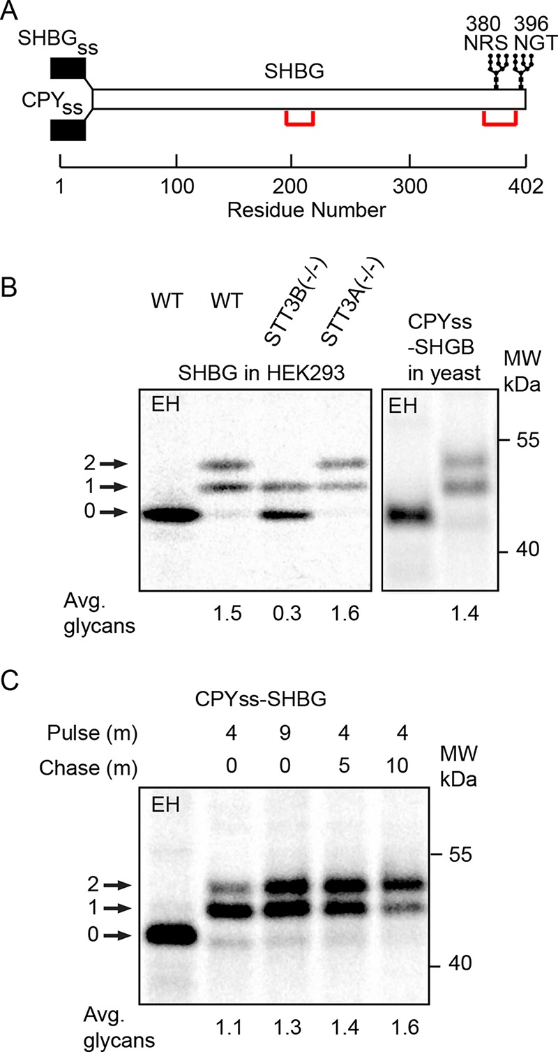 FIGURE 4: