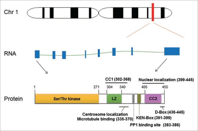 Figure 1.