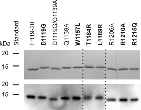 FIGURE 1.