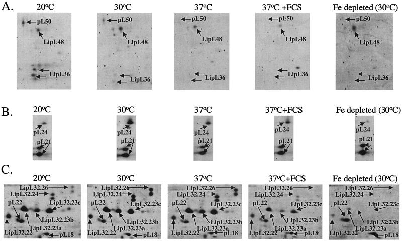 FIG. 2.