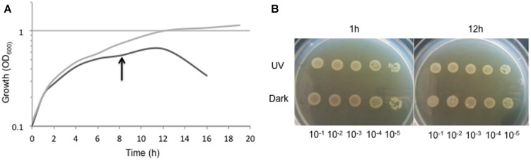 FIGURE 4