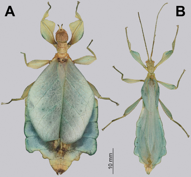 Figure 29.