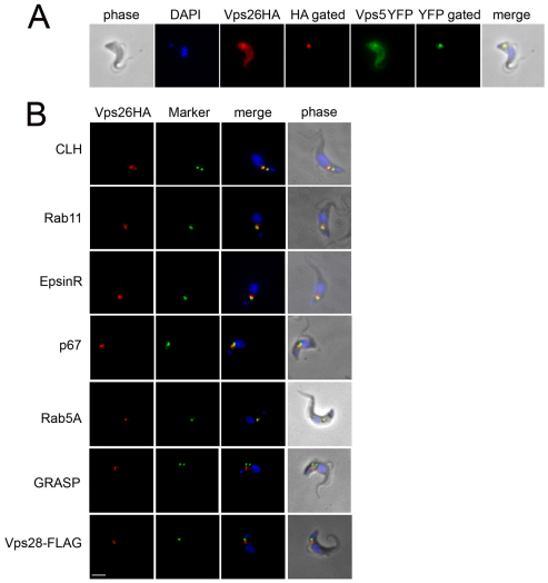 Fig. 10.