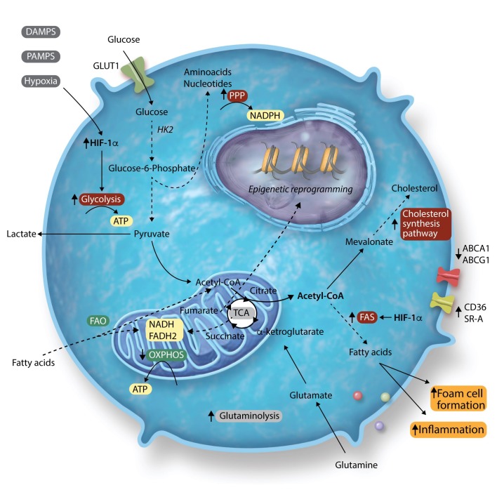 Graphical Abstract