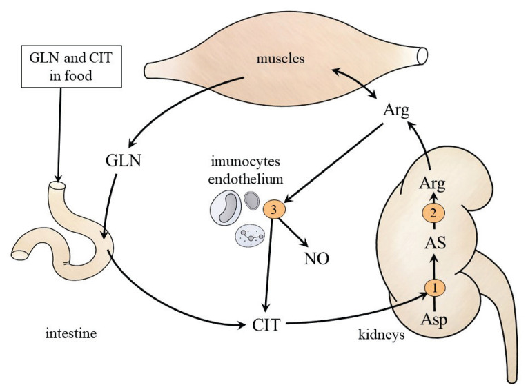 Fig. 4