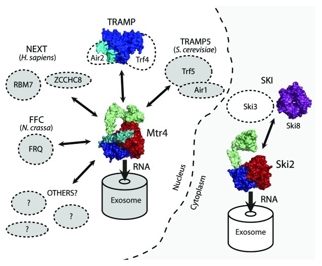 graphic file with name rna-10-33-g4.jpg