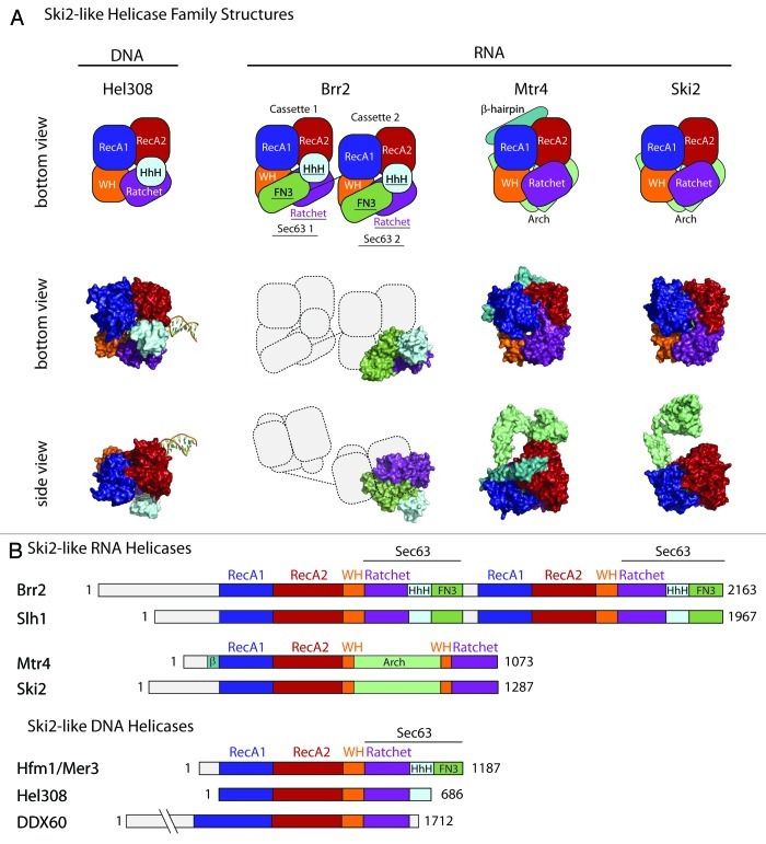 graphic file with name rna-10-33-g1.jpg