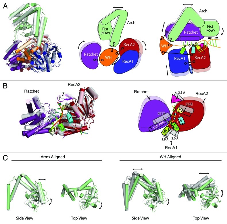 graphic file with name rna-10-33-g3.jpg