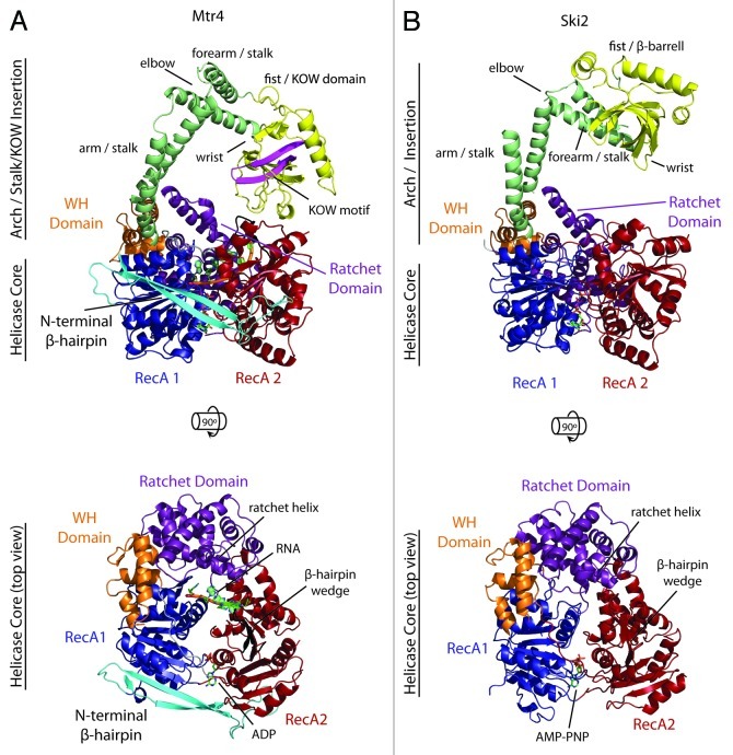 graphic file with name rna-10-33-g2.jpg