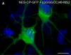 Figure 3—figure supplement 1.