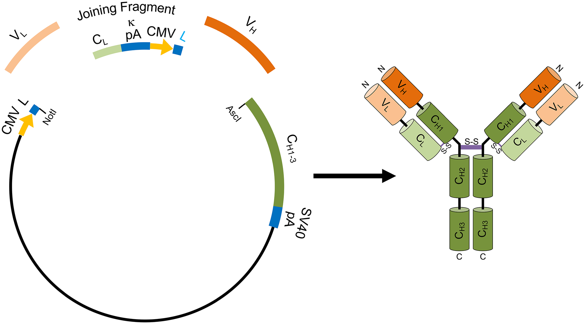 Fig. 2.
