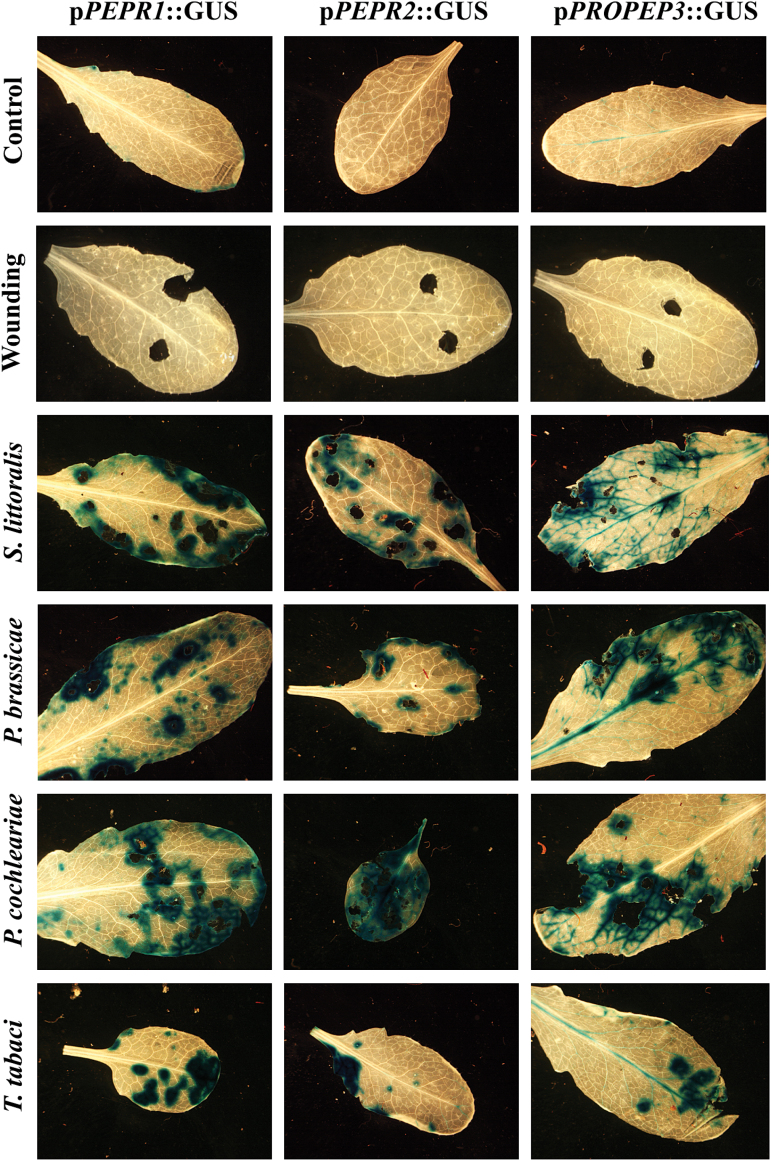 Fig. 3.