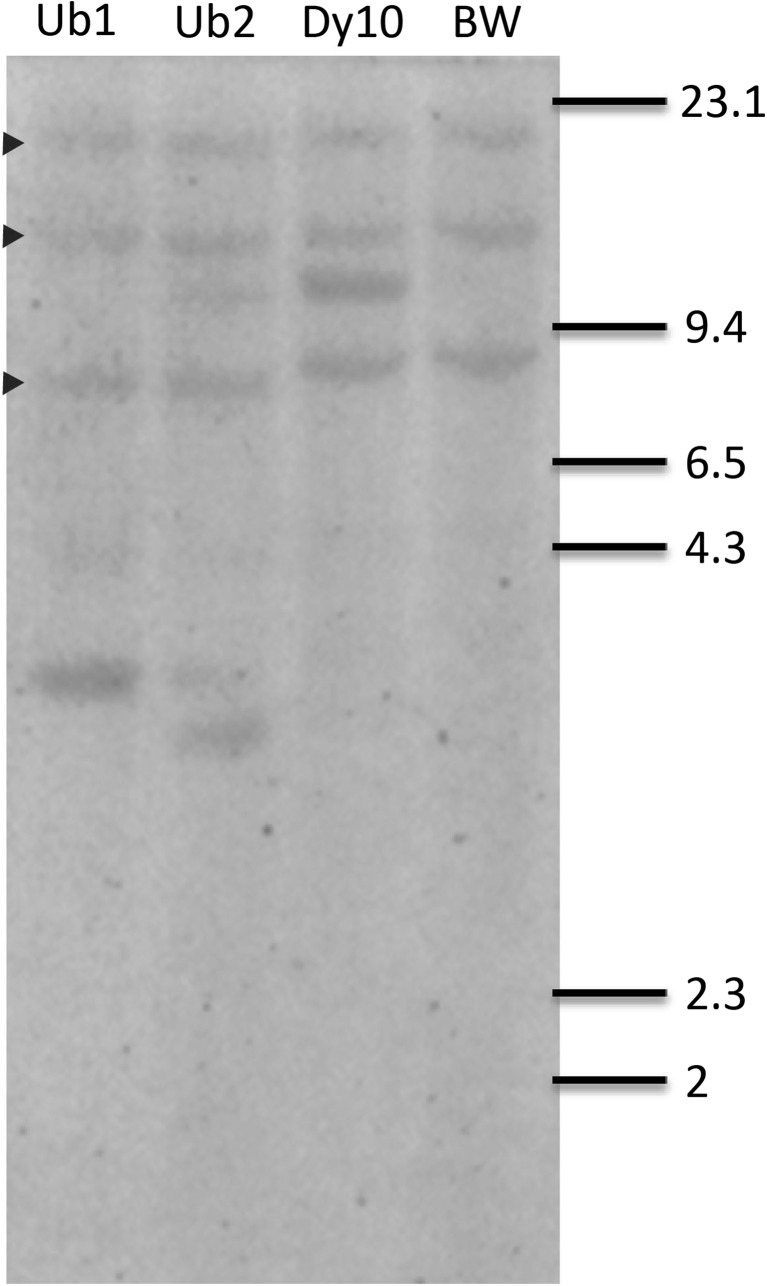 Figure 3.