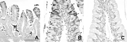 Fig. 9.