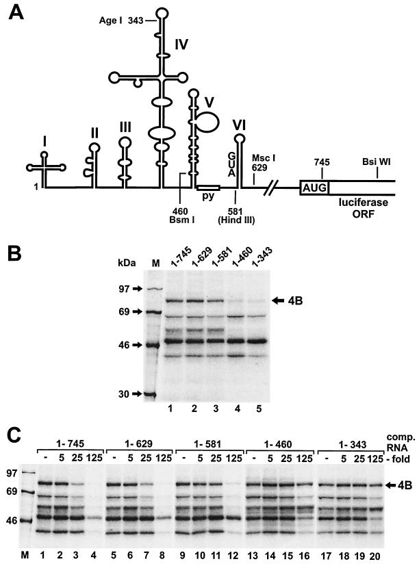 FIG. 2.