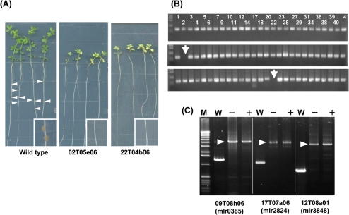 Figure 4