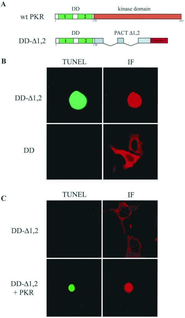 FIG. 7