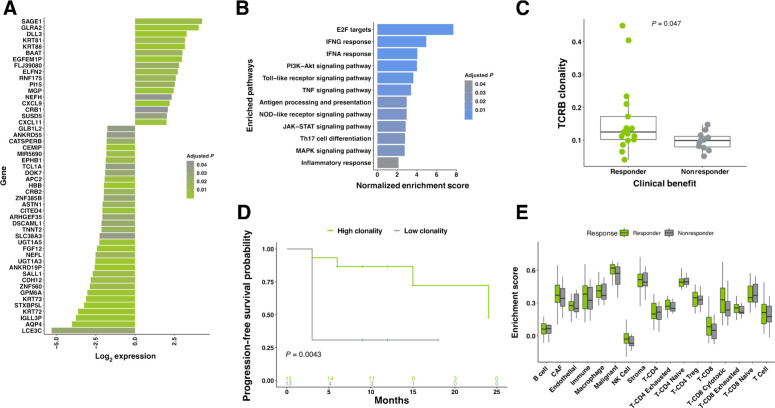 Figure 2. Transcriptomic features associated with response. A, Top 50 DEG. Fold change shown comparing responding patients to nonresponding patients. Benjamini–Hochberg corrected P values below 0.05 are shown, n = 48. B, GSEA identified significant enrichment of pathways related to immune function among genes upregulated in responding patients. Benjamini–Hochberg corrected P values below 0.05 are shown. C, TCRβ clonality is elevated in responding patients, compared with nonresponders (n = 28; MWW; P = 0.047). D, Significantly longer PFS was observed in high-clonality patients when compared with those with low clonality (n = 28; two-sided KM log-rank test; P = 0.0043). High/low stratification was calculated independently for old/young populations (median cohort age used as cut-off point). E, Characterization of tumor-infiltrating lymphocytes. TREG, regulatory T cell; NK cell, natural killer cell; CAF, cancer-associated fibroblast. All boxplots in C and E cover the IQR from 25th percentile at their lower bound to the 75th percentile at their upper bound, with median indicated by a horizontal line. The upper whisker includes the largest value within 1.5× IQR above the 75th percentile. The lower whisker includes the smallest value within 1.5× IQR below the 25th percentile.