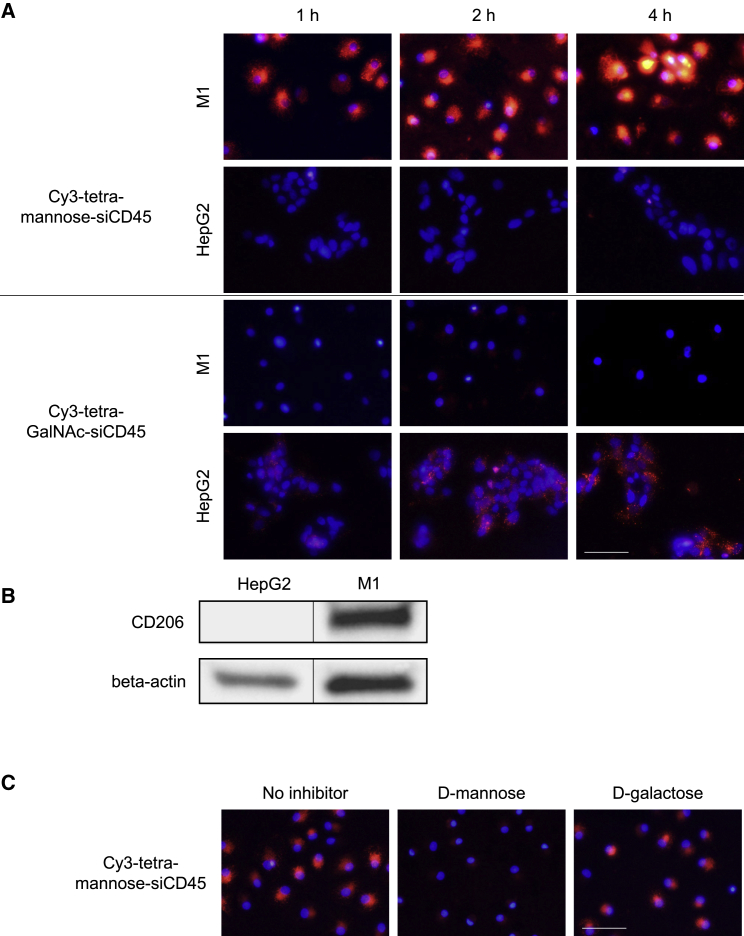 Figure 3