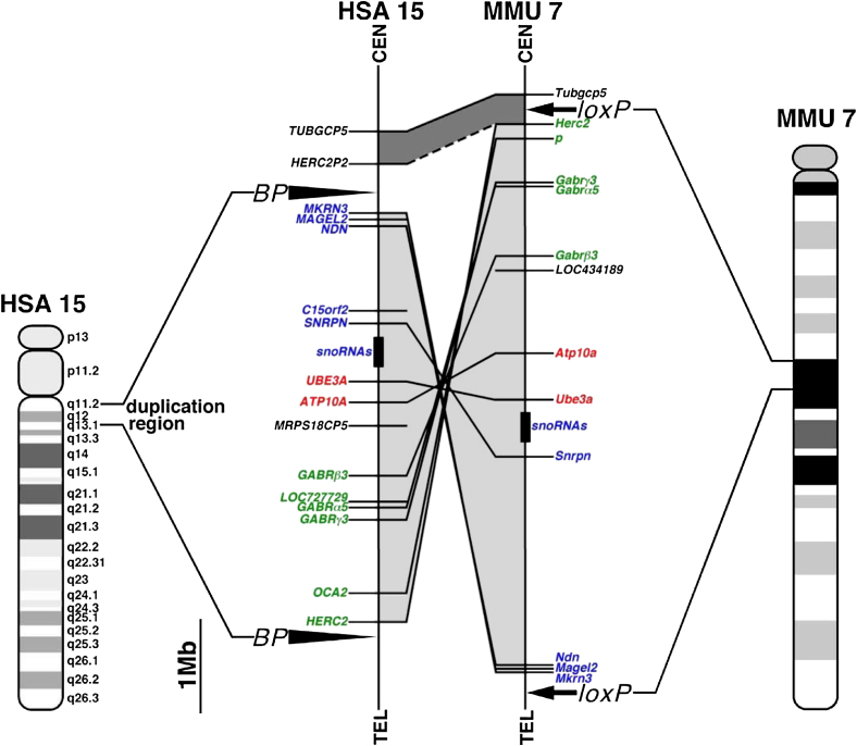 Figure 1