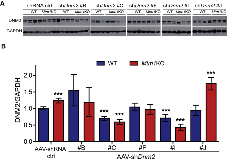 Single Intramuscular Injection of AAV-shRNA Reduces DNM2 and Prevents ...