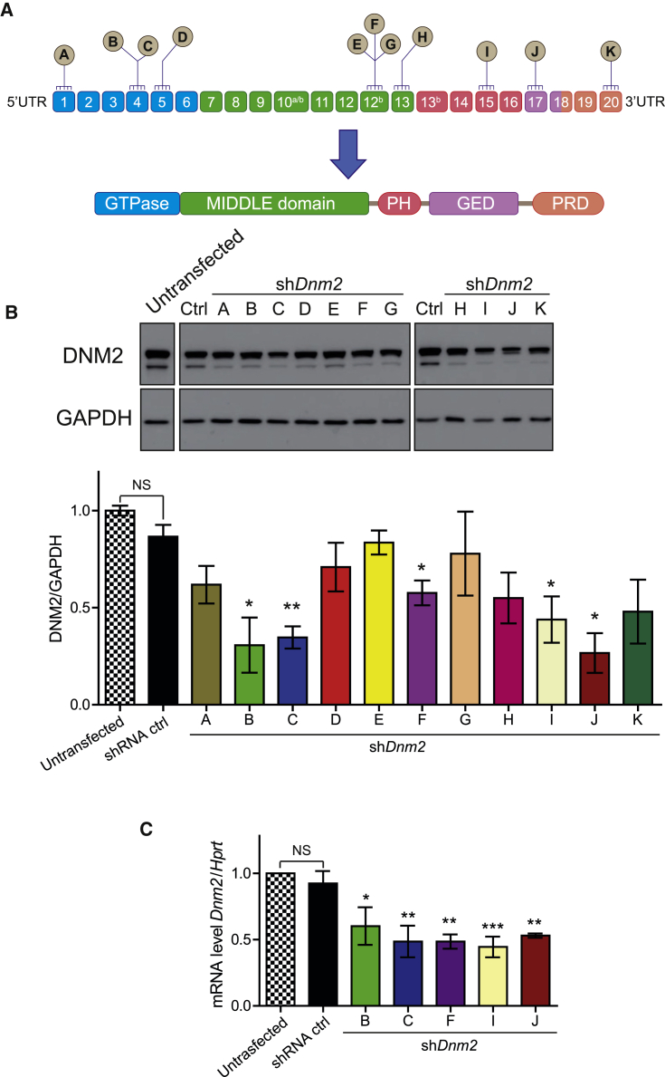 Figure 1