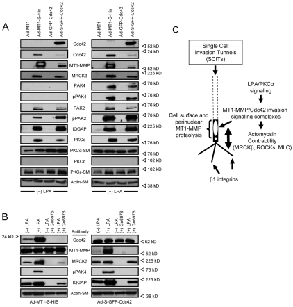 Fig. 9.