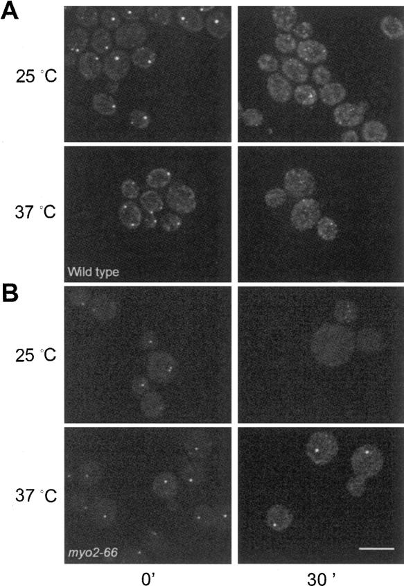 FIGURE 9.