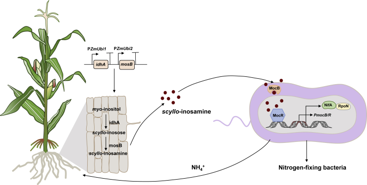 Figure 2