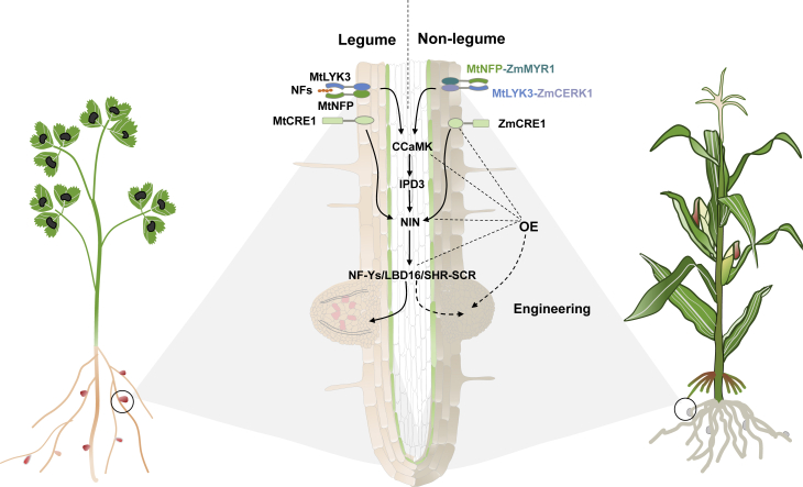 Figure 3