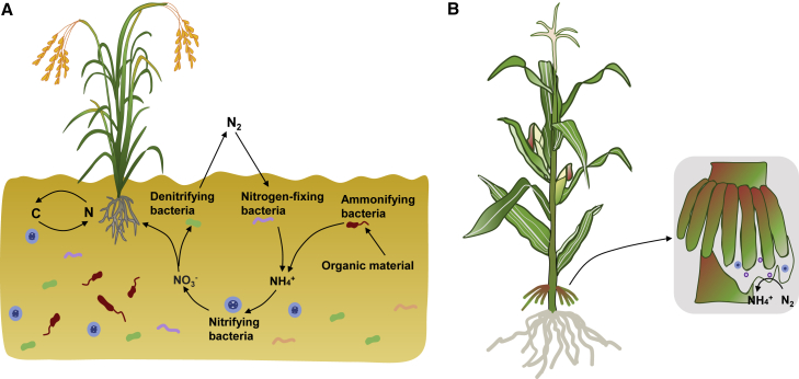 Figure 1