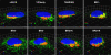 FIG. 2.