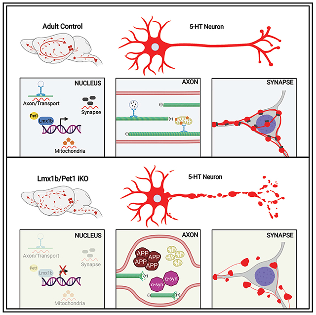 graphic file with name nihms-1799989-f0008.jpg