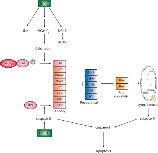 FIG. 1.