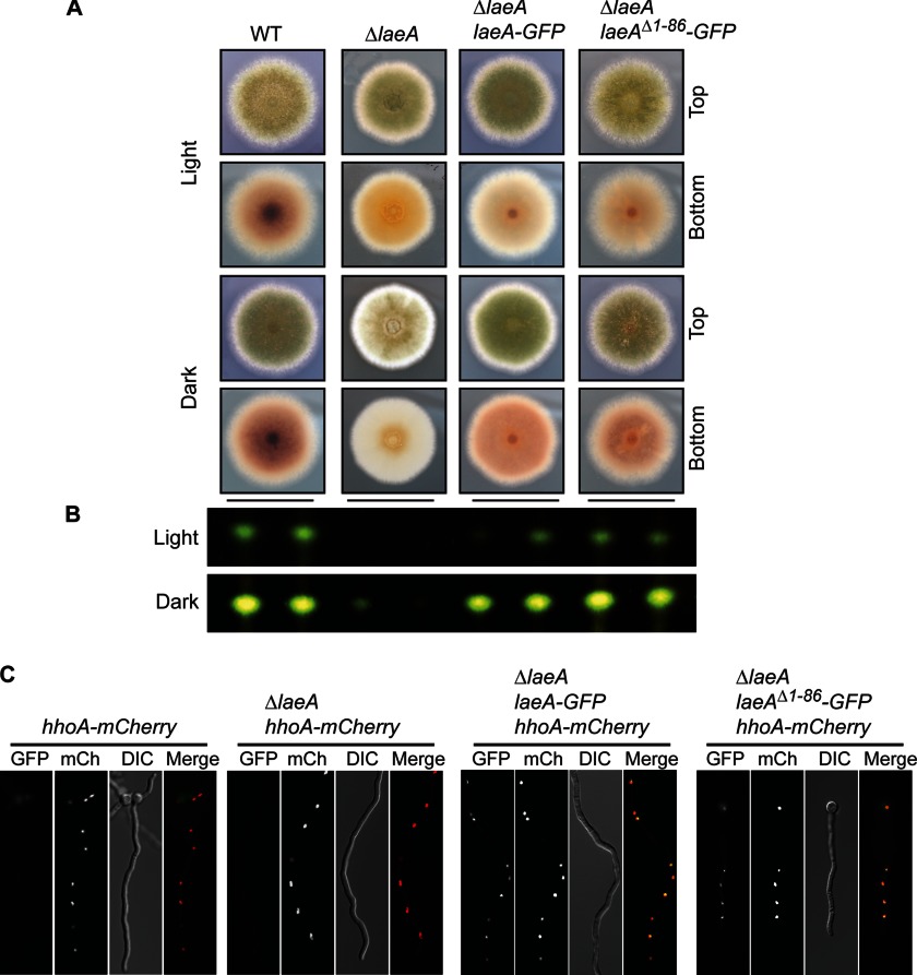 FIGURE 3.