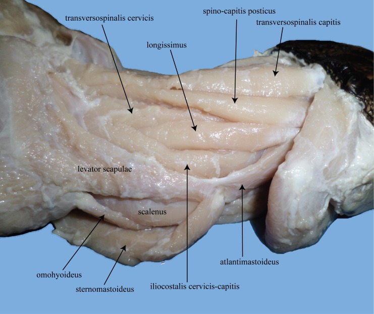 Fig 12