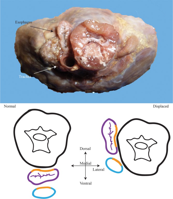 Fig 17