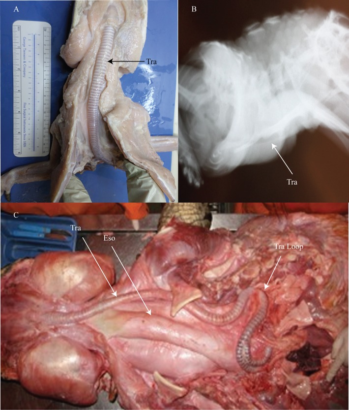 Fig 2