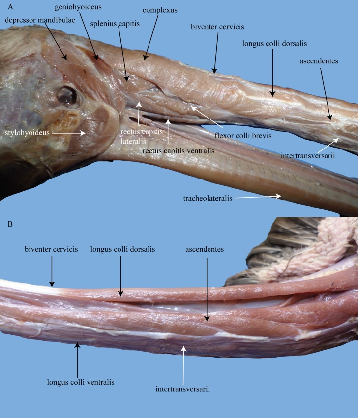 Fig 13