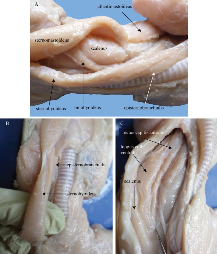 Fig 15