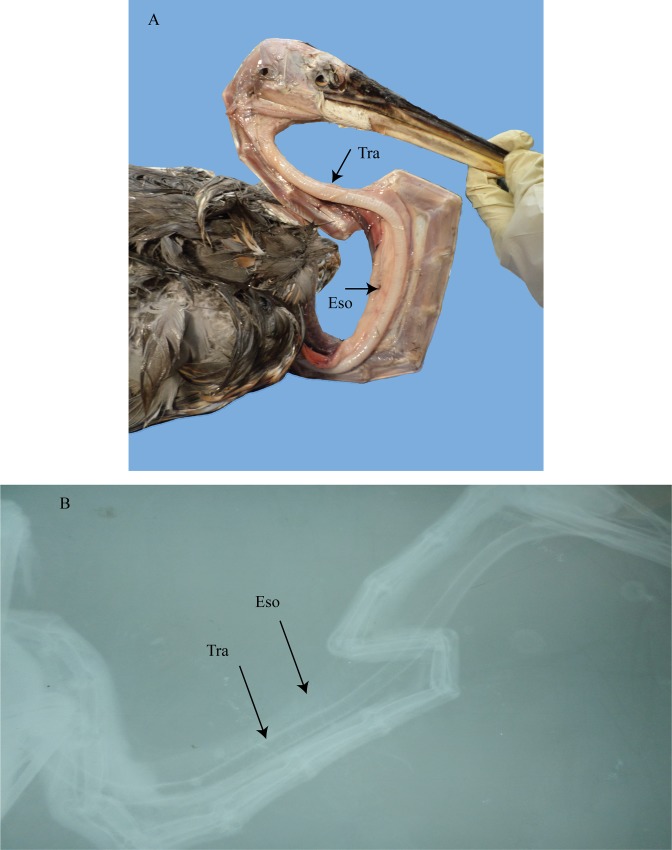 Fig 8