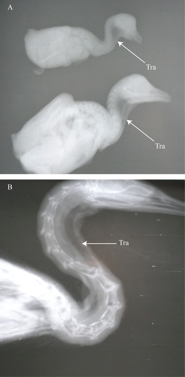 Fig 7