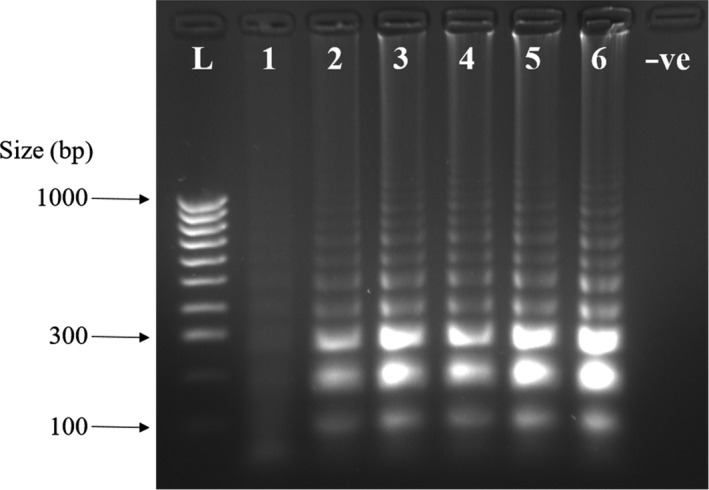 Figure 5