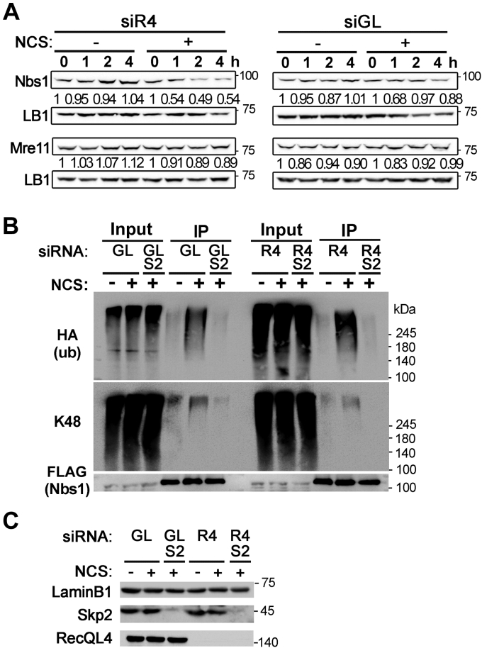 Figure 4