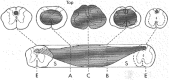 <b>FIG. 12.</b>