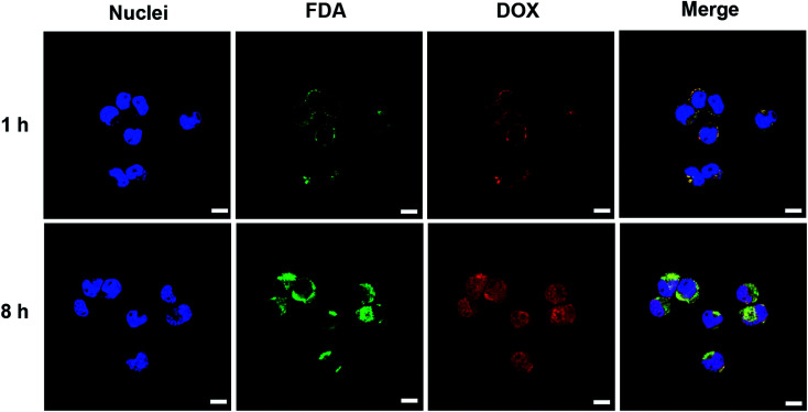 Fig. 6