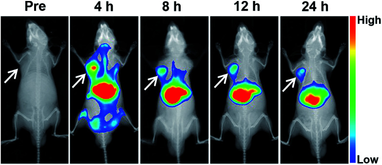 Fig. 8