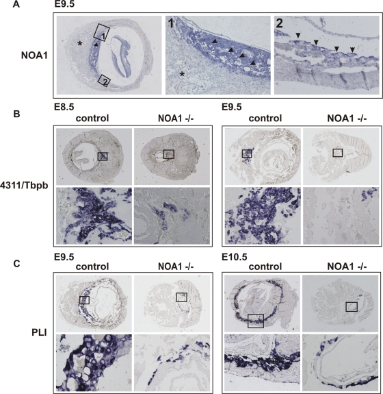 FIGURE 3: