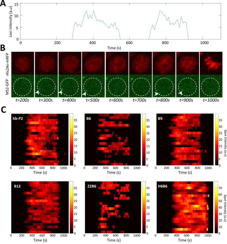 Figure 2—figure supplement 1.